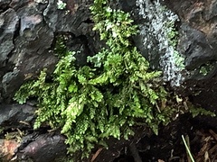 Callicladium imponens