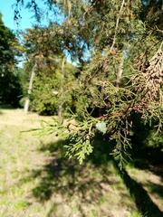 Cupressus lusitanica