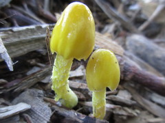 Bolbitius titubans vitellinus