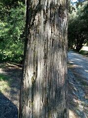 Cupressus lusitanica
