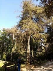 Cupressus lusitanica