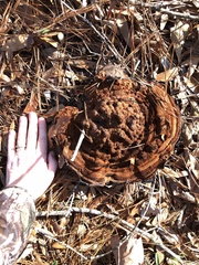 Phaeolus schweinitzii