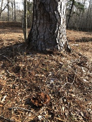 Phaeolus schweinitzii