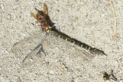 Golden-ringed Dragonfly photo 6