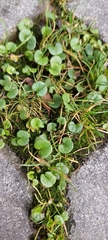 Dichondra