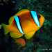 Red Sea Anemonefish - Photo (c) Pauline Walsh Jacobson, some rights reserved (CC BY), uploaded by Pauline Walsh Jacobson