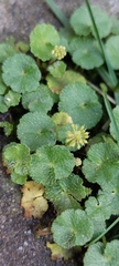 Hydrocotyle bonplandii
