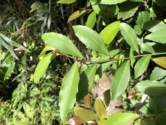 Ardisia cornudentata