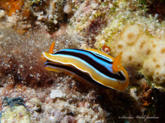 Chromodoris quadricolor