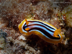 Chromodoris quadricolor