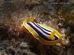 Chromodoris quadricolor