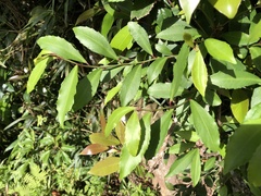 Ardisia cornudentata