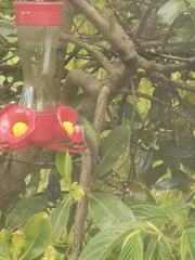 Chrysuronia versicolor