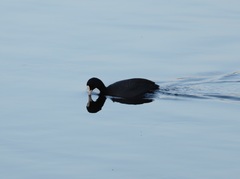 Fulica atra atra