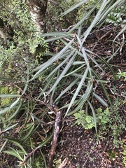 Olearia lacunosa