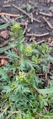 Lepidium bipinnatifidum