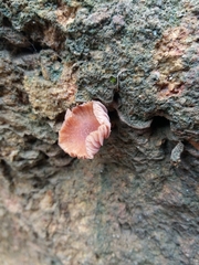 Laccaria lateritia