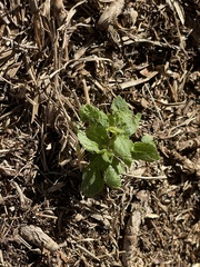 Bidens alba