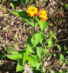 Lantana camara