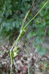 Carex depauperata