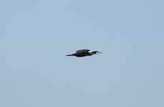 Phalacrocorax carbo hanedae