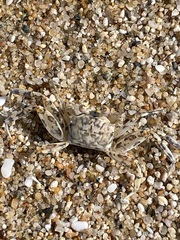 Ocypode occidentalis