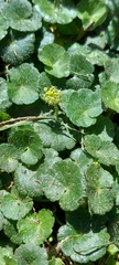 Hydrocotyle bonplandii