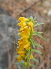 Odontites linkii cyprius