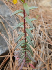 Odontites linkii cyprius