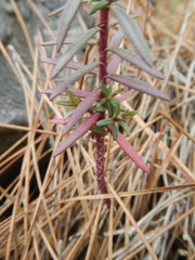 Odontites linkii cyprius