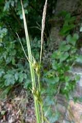 Carex depauperata