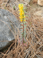 Odontites linkii cyprius
