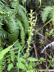 Peristylus tentaculatus