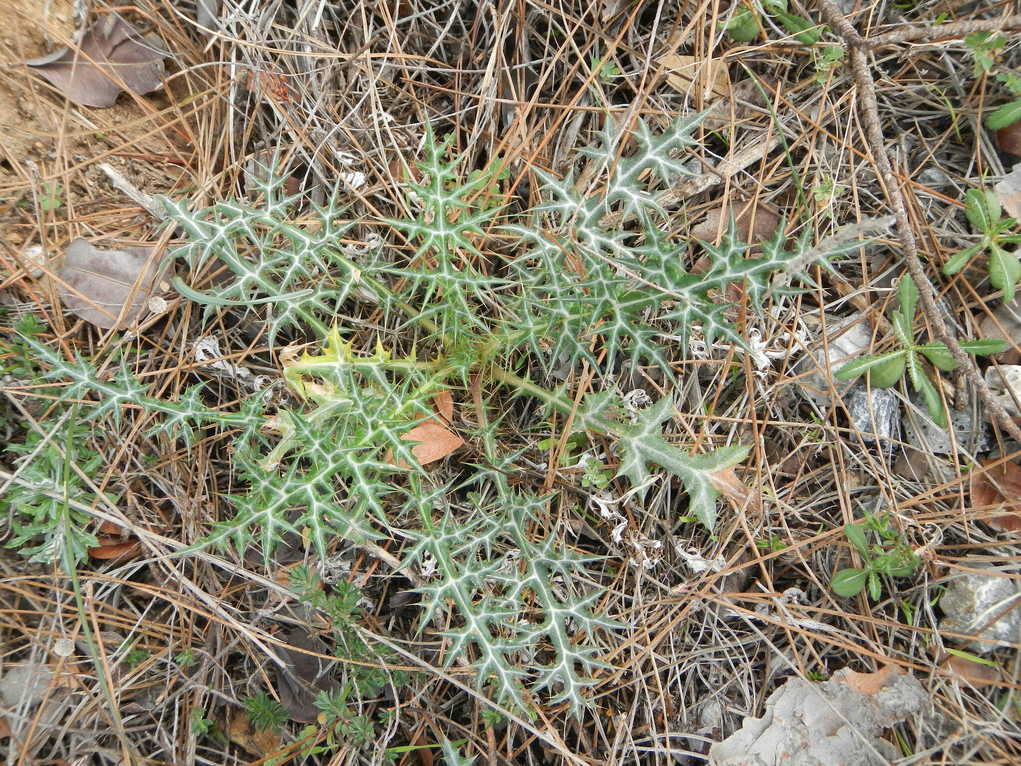 Echinops spinosissimus Turra