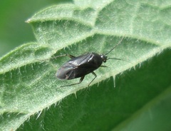 Plagiognathus arbustorum