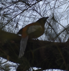Dendrocitta vagabunda