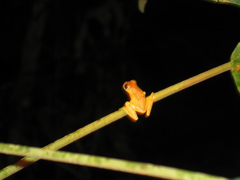 Dendropsophus rhodopeplus
