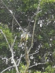 Tyrannidae