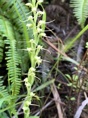 Peristylus tentaculatus