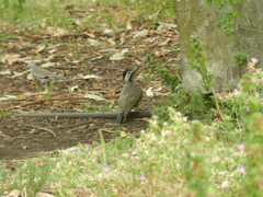 Colaptes melanochloros