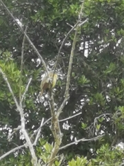 Tyrannidae