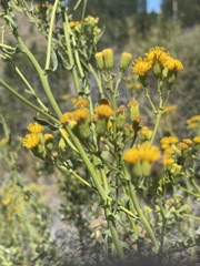 Senecio subumbellatus
