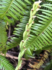 Peristylus tentaculatus