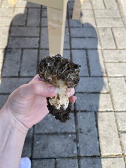 Morchella importuna