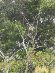 Tyrannidae