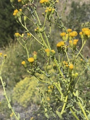 Senecio subumbellatus