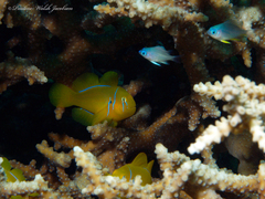 Amblyglyphidodon indicus