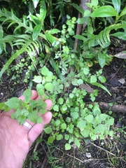 Parietaria debilis