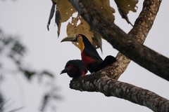 Ramphastos dicolorus