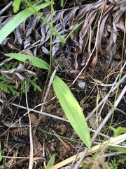 Peristylus tentaculatus